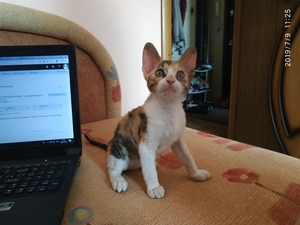 Продам котят породы корниш-рекс. #1660875