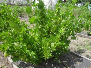 саженцы крыжовника #1660354