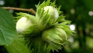 саженцы ореха лещины #1660359