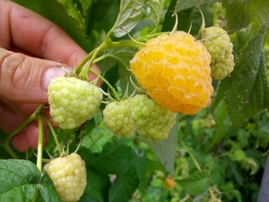 саженцы малины #1607437