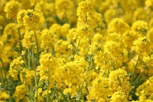 Посівний матеріал озимого ріпаку під Євро-лайтнінг   #1660239