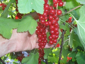 саженцы красной смородины #1608369