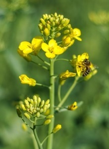 Класичний гібрид озимого ріпаку - Шелбі  #1661115