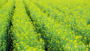 Насіння ранньостиглого озимого ріпаку – Снігова Королева #1661658