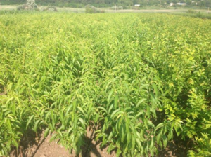 Продам саженцы плодовые деревья грецкий орех фундук. Кустарники #1663911