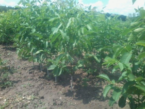 Саженцы плодовые,  деревья грецкий орех и фундук. Кустарники #1664235