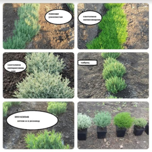 Саженцы плодовые деревья грецкий орех фундук. Кустарники #1663523