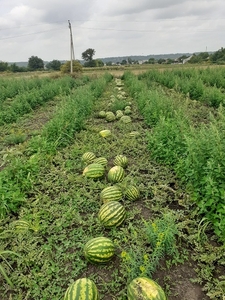 Продам арбуз с поля #1662854