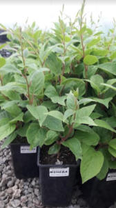 Продаю саженцы плодовые,  грецкий орех,  фундук,  деревья,  кустарники #1664777