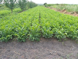 Саженцы грецкого ореха Идеал #1665556