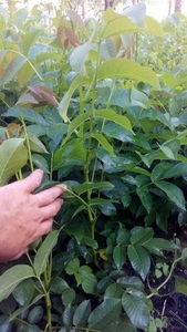 Саженцы грецкого ореха Кочерженко #1665660