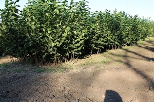 Саженцы (отводки) фундука #1665589