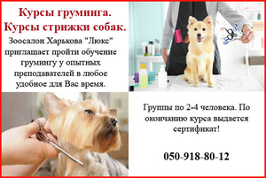 Школа груминга
