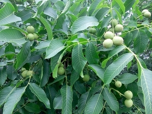 Саджанци горіхів Кочерженко,  Іван багряний #1667513