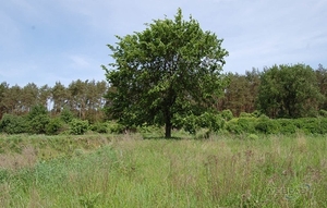 Недорого. Продажа-аренда участков. Под любой вид деятельности. Есть озеро  #1668922