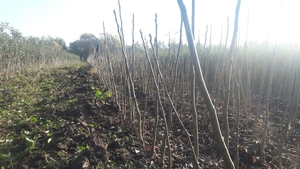 Саженцы сортовых орехов #1666725