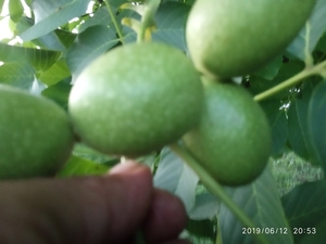 Саджанці грецького горіха гроздевого плодоношения #1668623