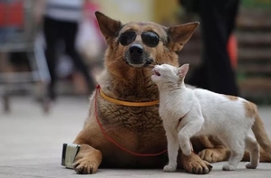 Услуги по перевозке животных из Европы в Украину #1666564