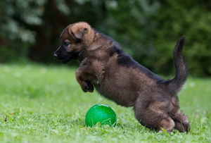 Продаються цуценята німецької вівчарки  #1670074