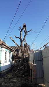 Валка,  спил,  обрезка деревьев. Дрова. #1670673