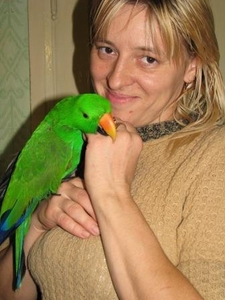 Птенцы выкормыши эклектуса. #1670098