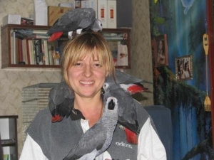 Птенцы выкормыши жако. #1670099