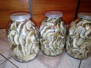 Білі гриби #1672034