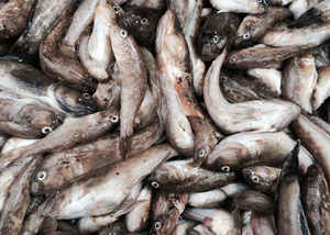 Продам бычок Азовский вяленый,  копченый. Оптом. #1671731