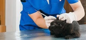 ветеринар на дом Харьков 0990928847 #1672411