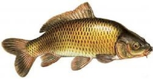 Продам карп от 2тн. Охлажденка и с/м. Отвечаю только на тел.звонки. #1671732