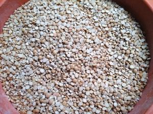 Сечка гороховая,  колотый горох. Корм птицам,  КРС и свиньям #1661838