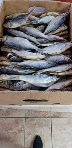 Продам вяленую и копченую рыбу в ассортименте. Опт. Чищенная,  в луске,  #1671733