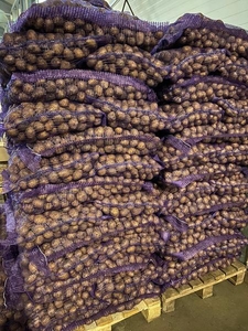 Картофель оптом!!! #1674096