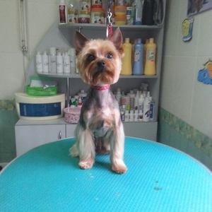 Груминг,  стрижки собак #64949