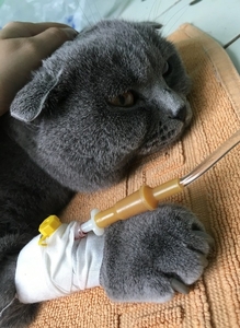 ветеринар  Харьков 0990928847 ветклиника в Харькове #1674594