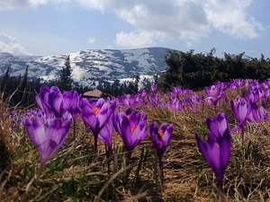 Праздник Весны в Карпатах. Буковель + Яремче! #1648494