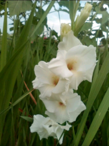 Продам гладиоусы #1675294