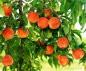 Саженцы плодовых деревьев и роз #1676150