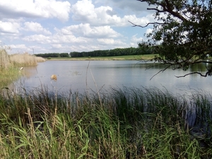 Пруд,  ставок ( каскад прудов 8 и 5 Га ) #1677539