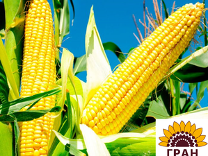 Гран 240/гібрид кукурудзи #1675604