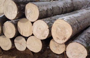 Купим кругляк осины А #1678711