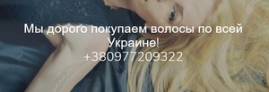 Купуємо волосся дорого Чернівці. #1677945