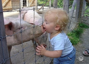 Биопрепарат Биотрит БЛ+ для утилизации помёта/навоза. #1681379