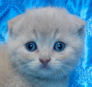 Котята вислоухие КРЕМОВЫЕ. Удовольствие - гарантируем! #1116978