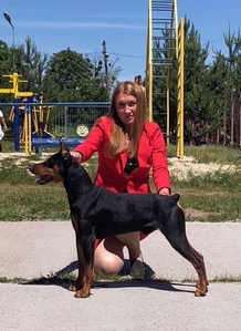 Двомісячні цуценята німецького пінчера   ПІНЧЕР німецький - СТАНДАРТНИЙ Пінчер н #1682952