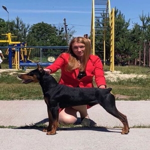 Цуценята німецького пінчера - 2 місяці ПІНЧЕР німецький - СТАНДАРТНИЙ Пінчер нім #1683530