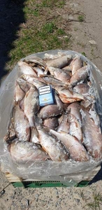 Продам свежемороженую  рыбу - тарань,  судак. Опт.  #1607324