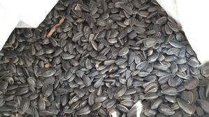 Закупаем семечку кондитерскую урожая 2019 года,  Киев #1687146