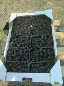 Ежевика свежая #1686529