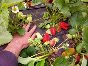 Продам саженцы клубники.  #1609394